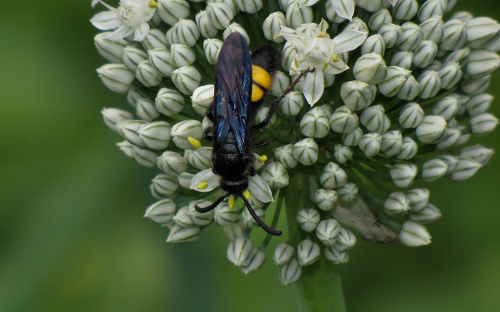 Scolia sp.